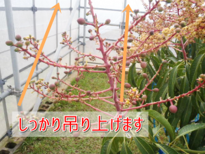 マンゴーの花をしっかり吊り上げます 沖縄のマンゴーの通販 販売は那覇マンゴー園