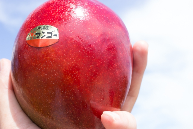 ２３日収穫終了！本州送料無料★最高糖度の高級マンゴーピーチきららの極み３キロギフト用か家庭用 平均糖度15度!!甘みがギュッと凝縮された宮崎県の濃厚マンゴー