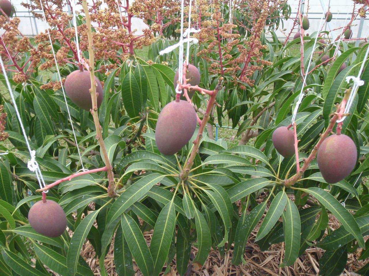 マンゴーの摘果作業は、究極の選択です。 - 沖縄のマンゴーの通販