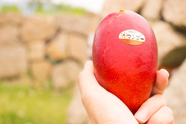 アップルマンゴー」通販 贈り物に人気No.1！甘い香りととろける食感 