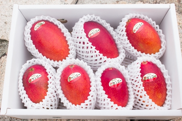 マンゴーの通販セット【幻のマンゴーを4種類から】 | 沖縄のマンゴーの通販・販売は那覇マンゴー園