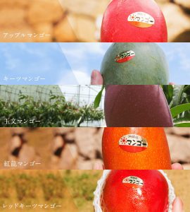 【マンゴーの通販・販売】沖縄産の完熟マンゴーを6種類から選べます。 - 沖縄のマンゴーの通販・販売は那覇マンゴー園沖縄のマンゴーの通販・販売は
