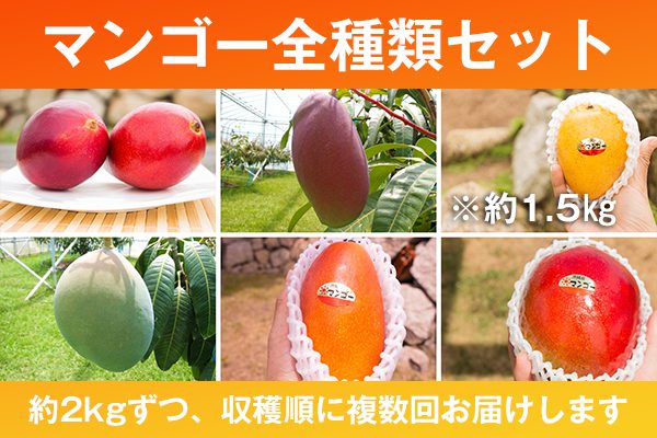 在庫わずか】国内唯一！「幻のマンゴー」が5種類食べられる全6種お届け